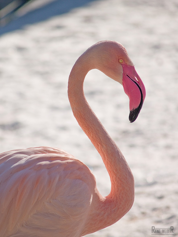 Flamingo im Schnee III