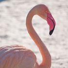 Flamingo im Schnee III