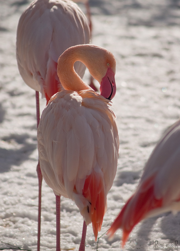 Flamingo im Schnee IV