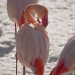 Flamingo im Schnee IV