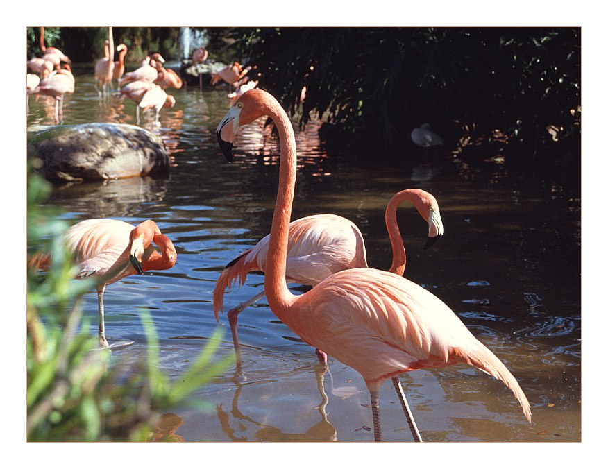 Flamingo im SeaWorld