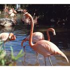 Flamingo im SeaWorld