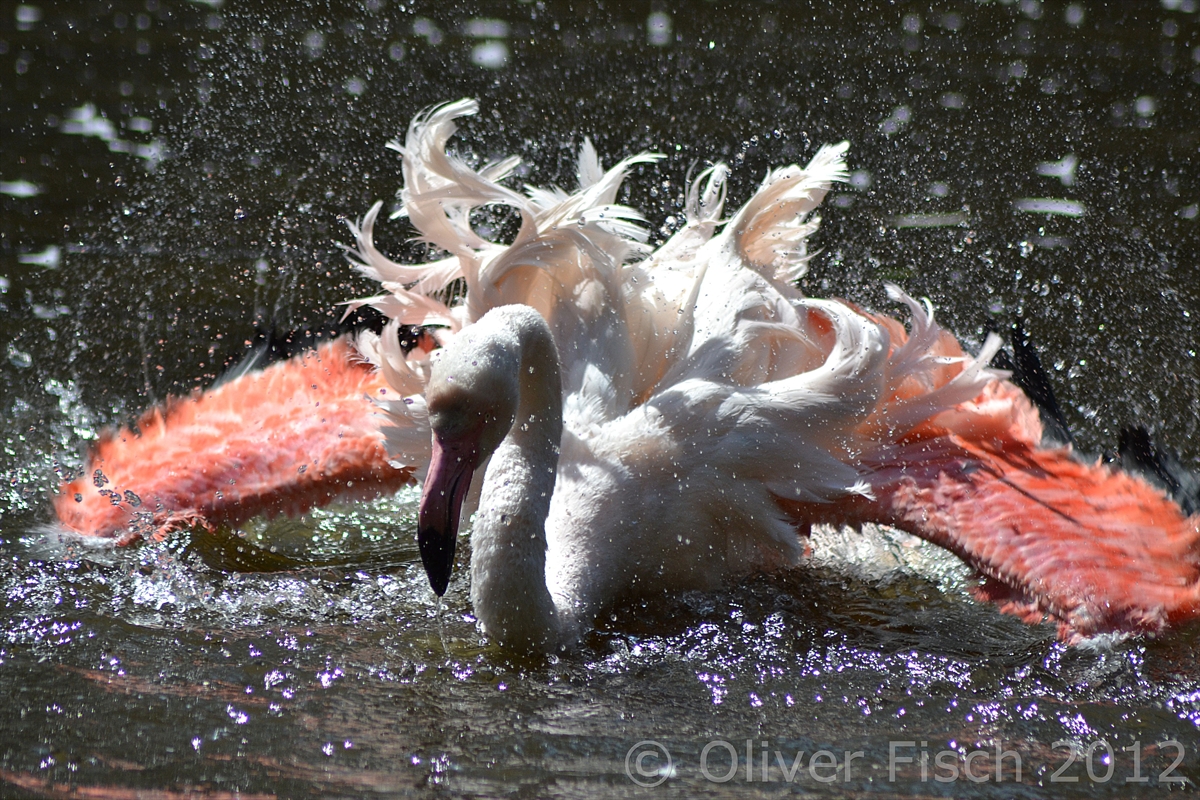 Flamingo im Sommer