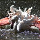 Flamingo im Sommer