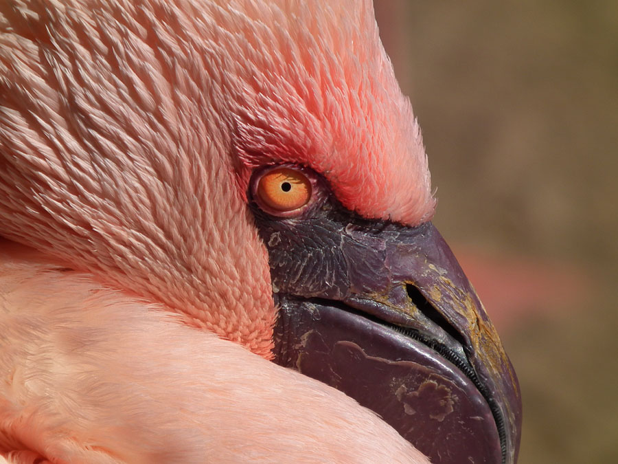 Flamingo im Sonnenschein