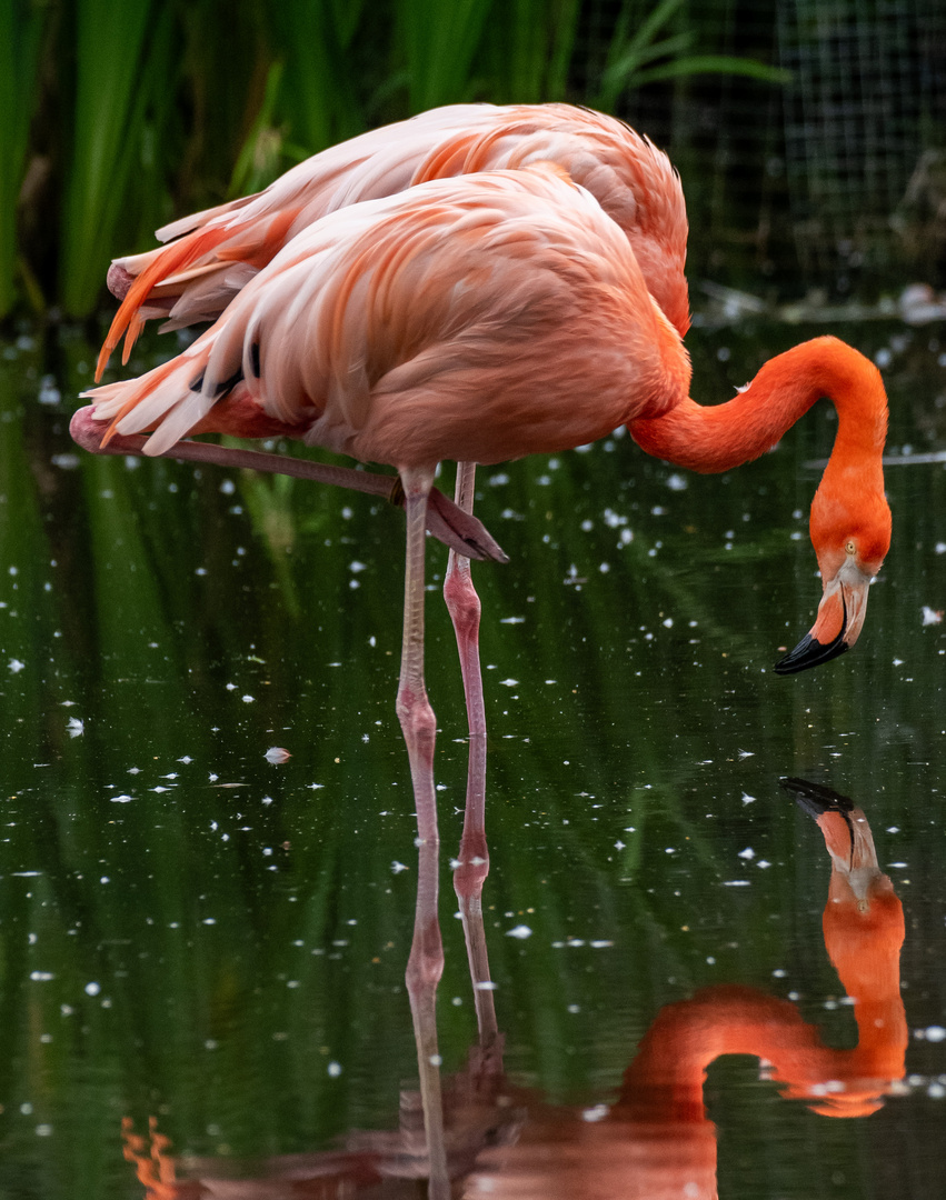 Flamingo im Spiegel