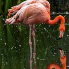 Flamingo im Spiegel