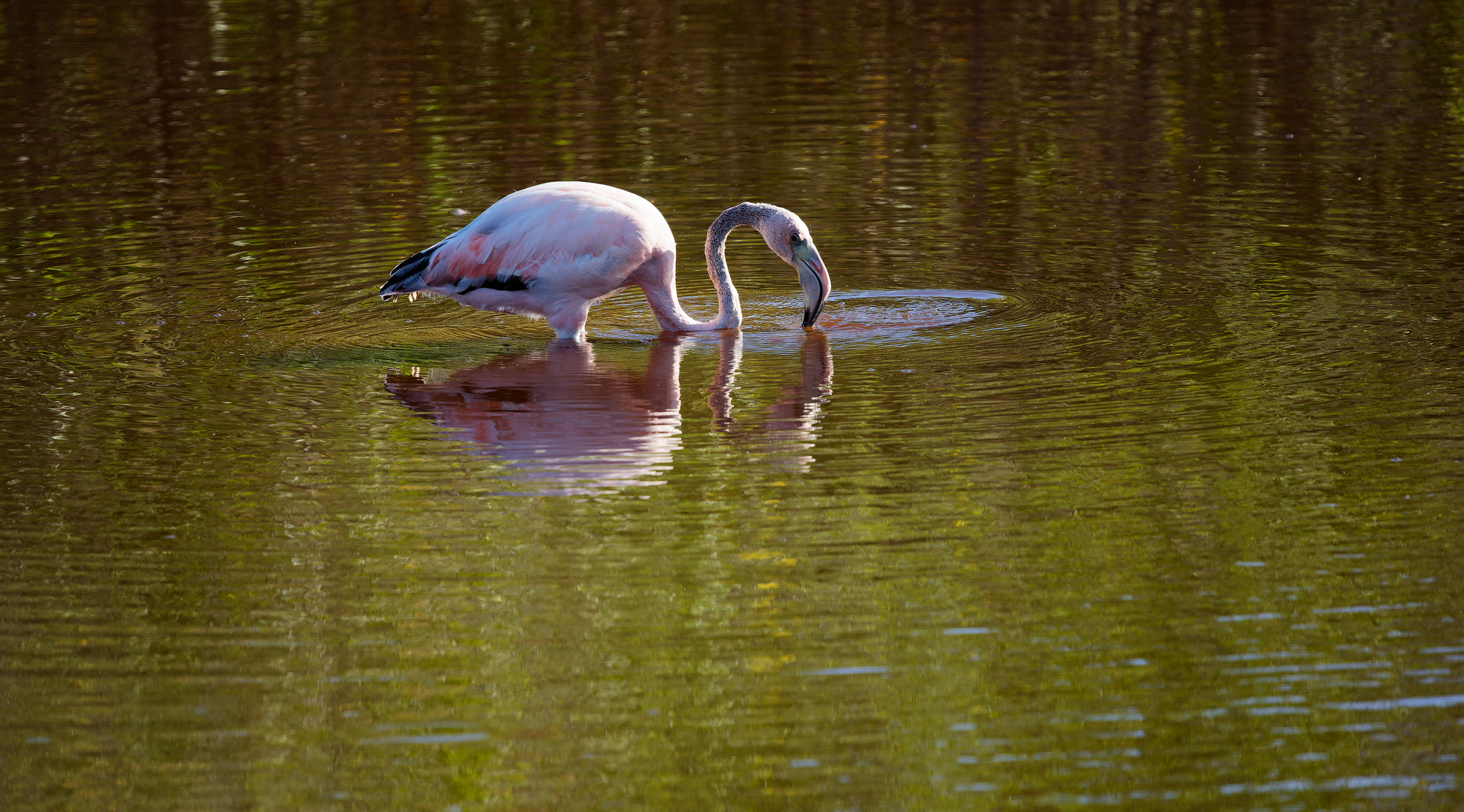 Flamingo im Spiegel