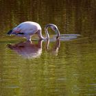 Flamingo im Spiegel