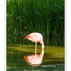 Flamingo im Tiergarten Worms