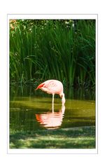 Flamingo im Tiergarten Worms