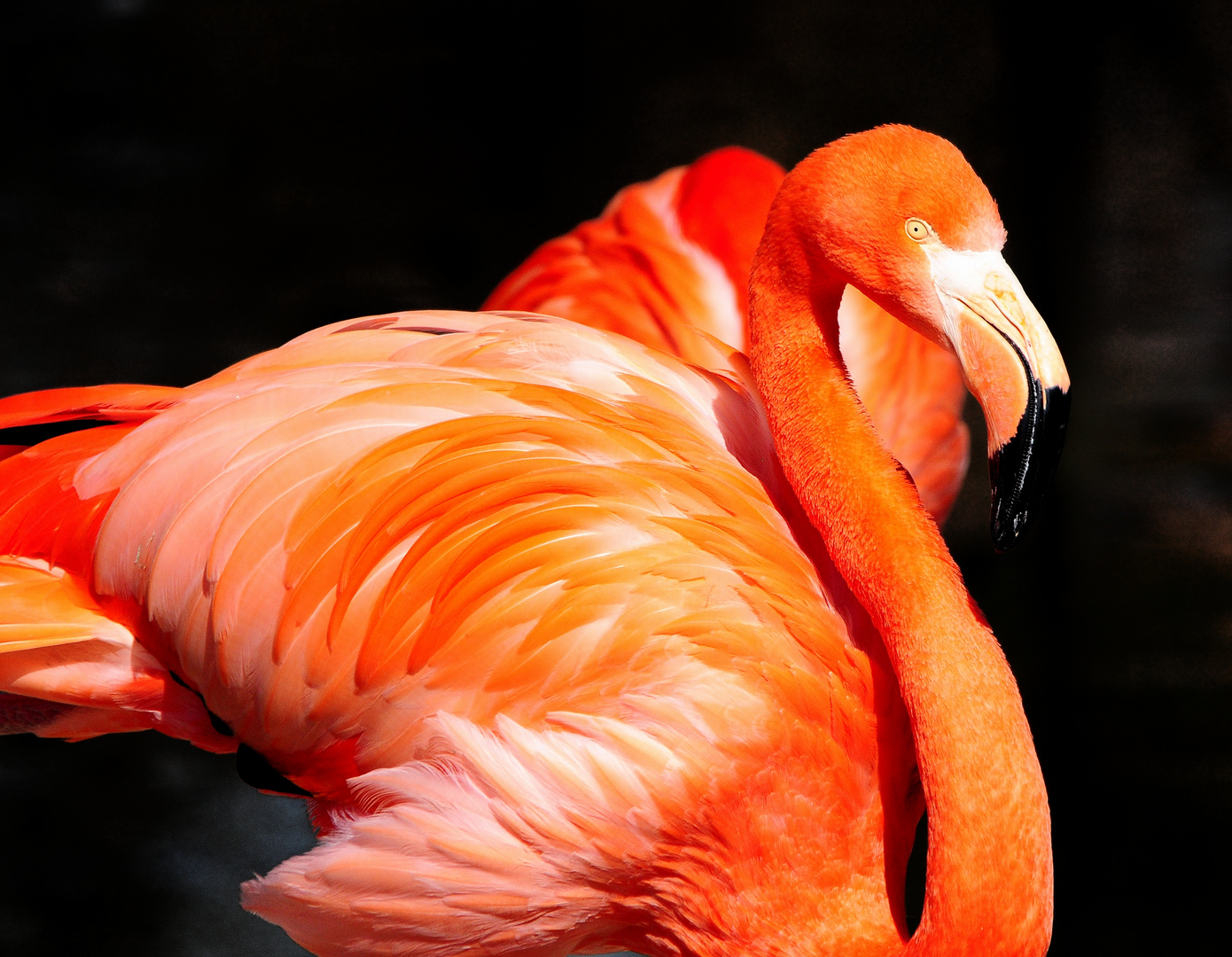 Flamingo im Tierpark Hellabrunn