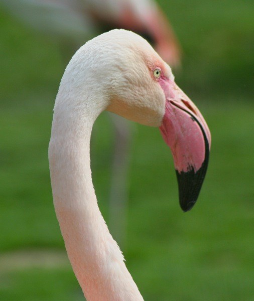 Flamingo im Vivarium 2009