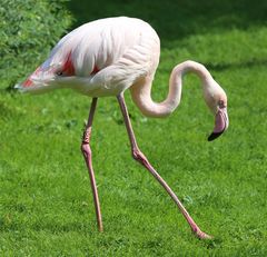 Flamingo im Vivarium Darmstadt