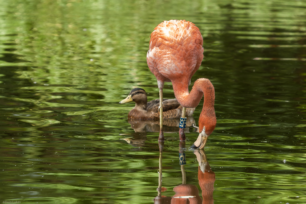 Flamingo im Wasserspiegel