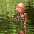 Flamingo im Wasserspiegel