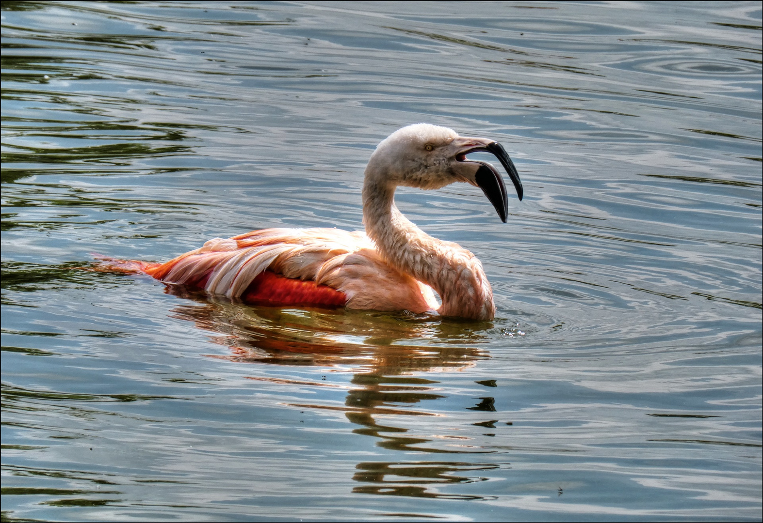 Flamingo im Westfalenpark