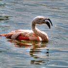 Flamingo im Westfalenpark