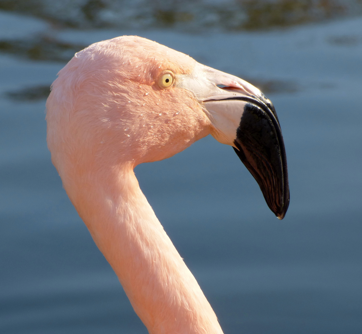 Flamingo im Westfalenpark Dortmund