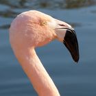 Flamingo im Westfalenpark Dortmund