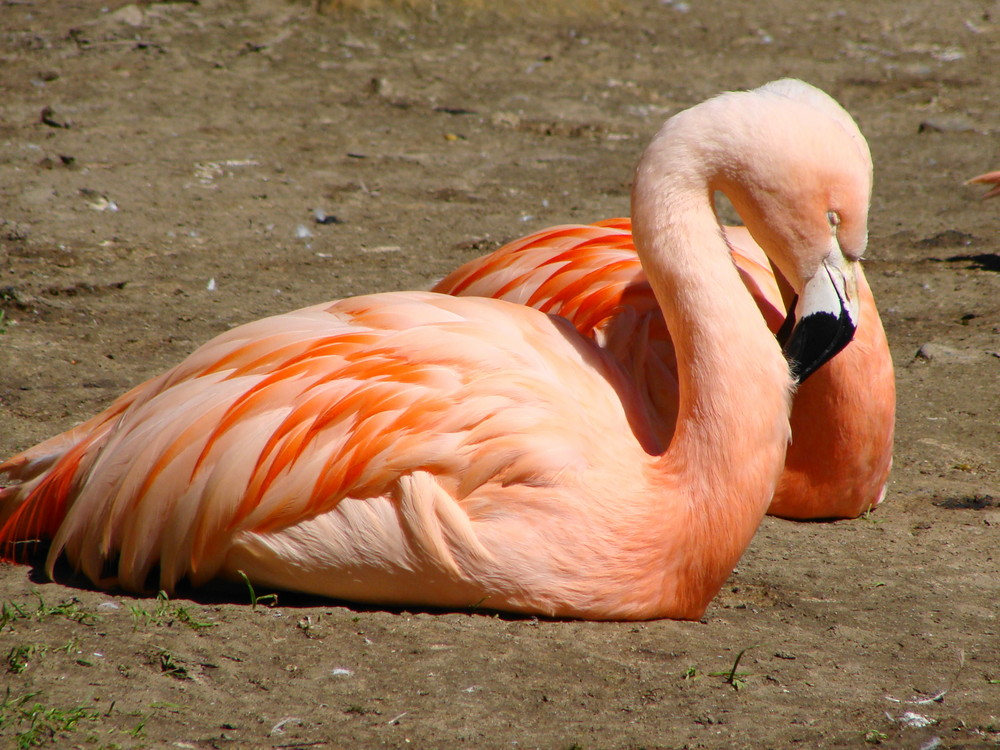 Flamingo im Wuppertal Zoo