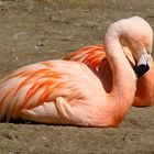 Flamingo im Wuppertal Zoo