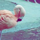 Flamingo im Wuppertaler Zoo