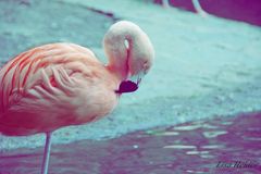 Flamingo im Wuppertaler Zoo