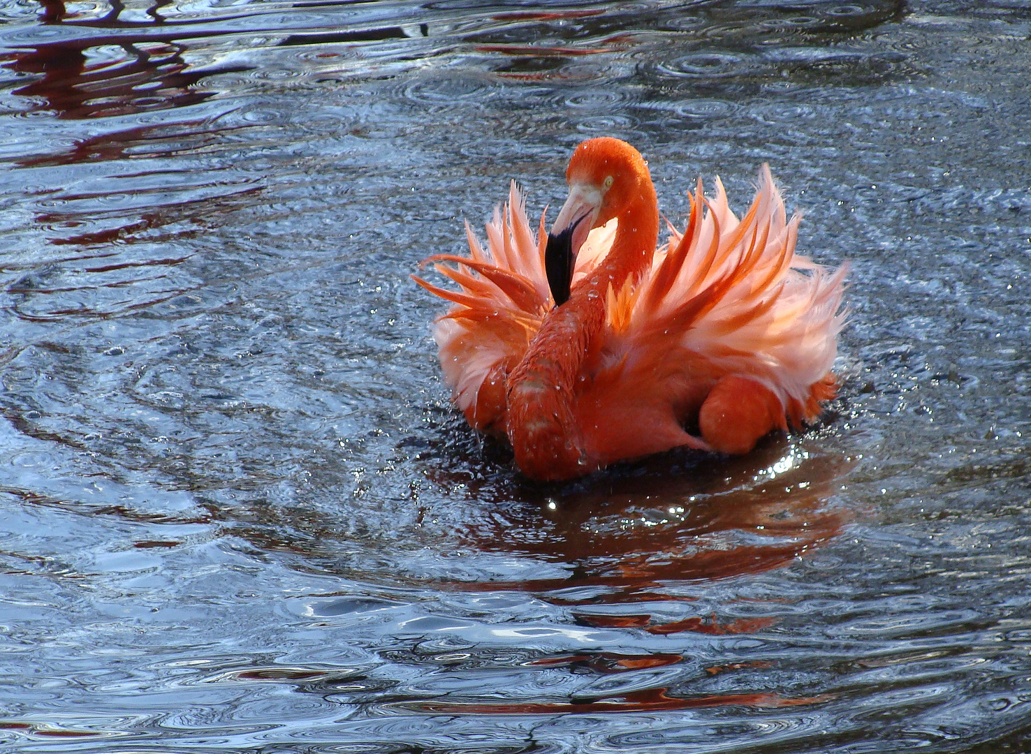 flamingo im zoo (1)