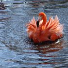 flamingo im zoo (1)
