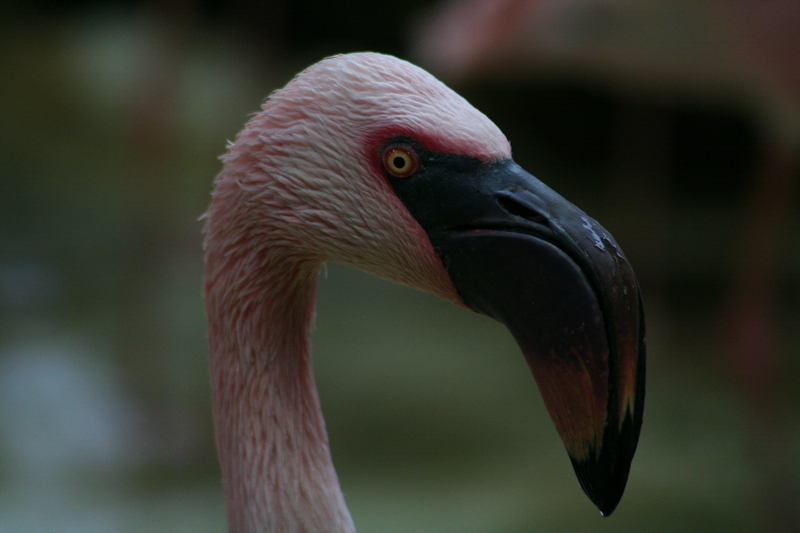 Flamingo im Zoo