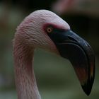 Flamingo im Zoo