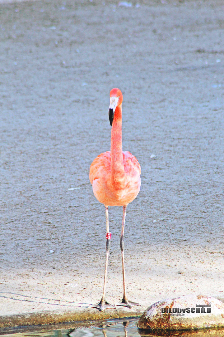 Flamingo im Zoo