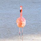 Flamingo im Zoo