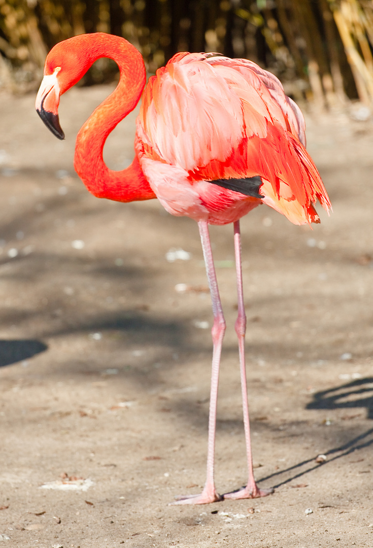 flamingo im zoo