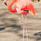 flamingo im zoo