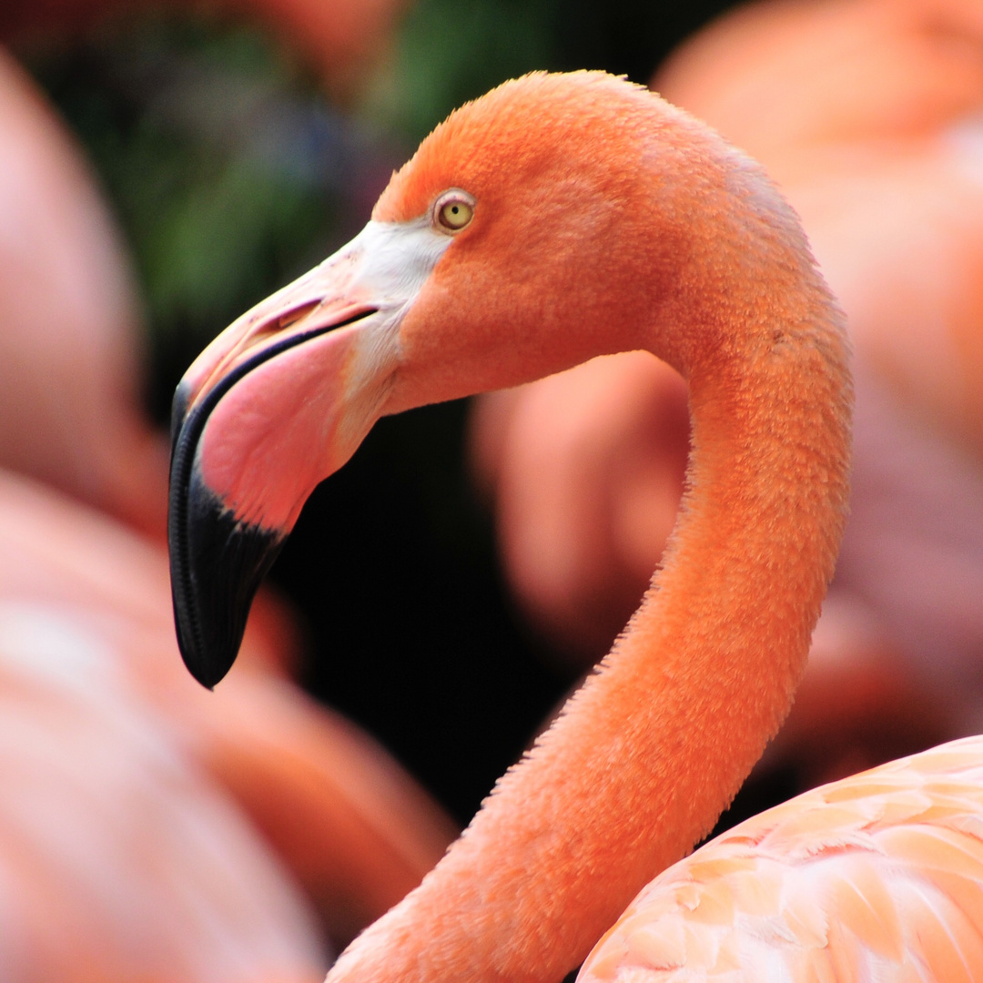 Flamingo im Zoo 