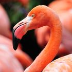 Flamingo im Zoo 