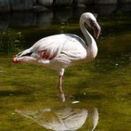 Flamingo im Zoo auf Fuerteventura