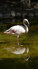 Flamingo im Zoo auf Fuerteventura