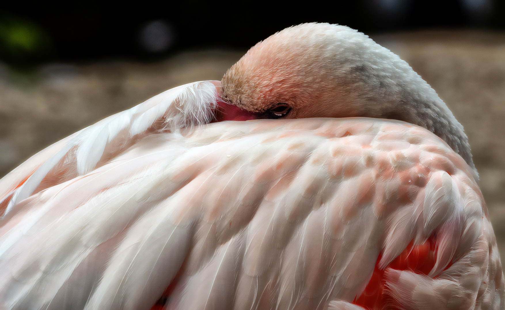 Flamingo im Zoo ...