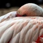 Flamingo im Zoo ...