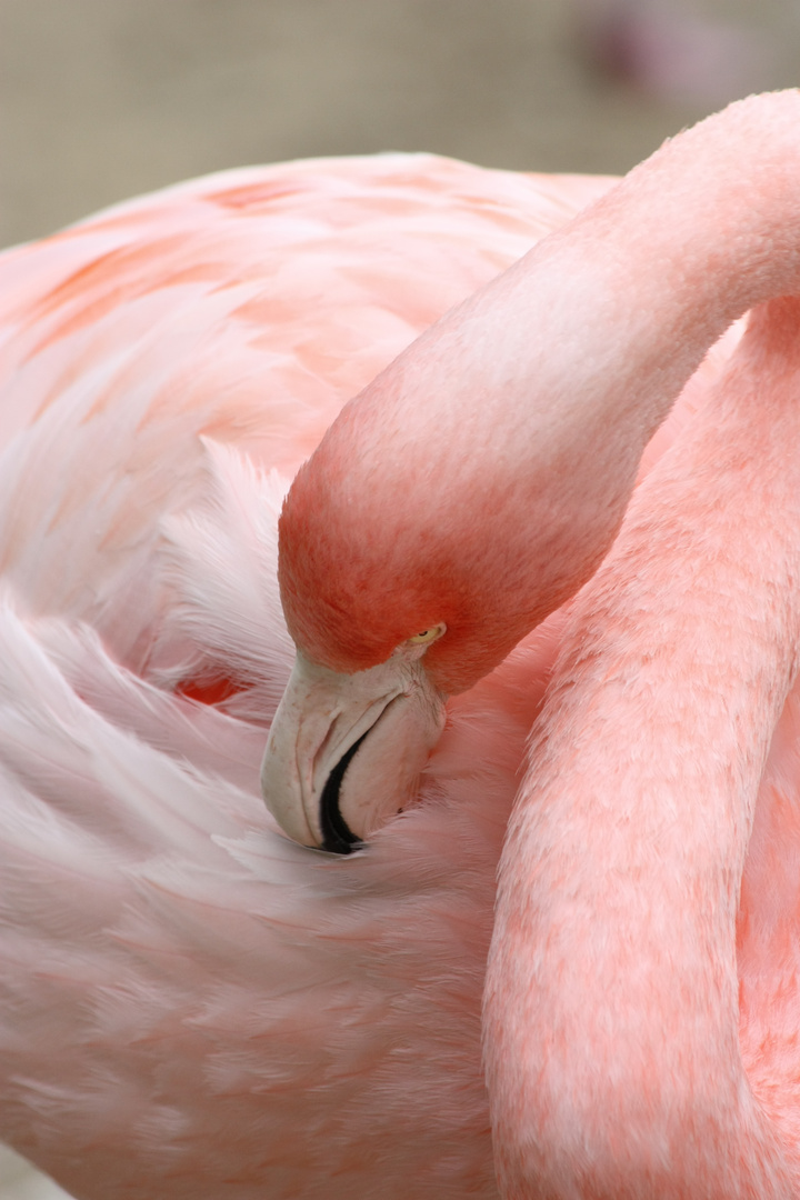 Flamingo im Zoo Hannover