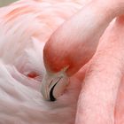 Flamingo im Zoo Hannover