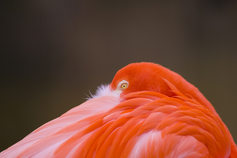 Flamingo im Zoo Hannover