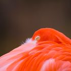 Flamingo im Zoo Hannover