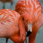 Flamingo im Zoo Hannover