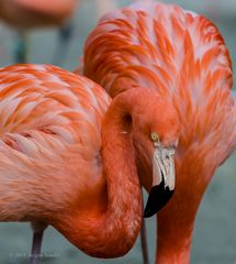 Flamingo im Zoo Hannover