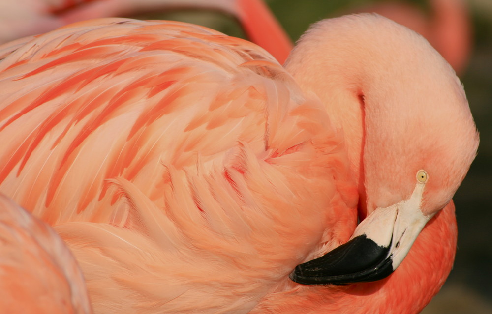 Flamingo im Zoo Hannover