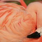 Flamingo im Zoo Hannover